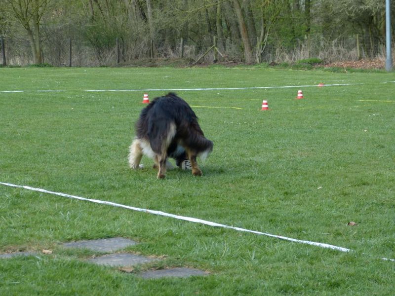 Obedience Prüfung 2015
