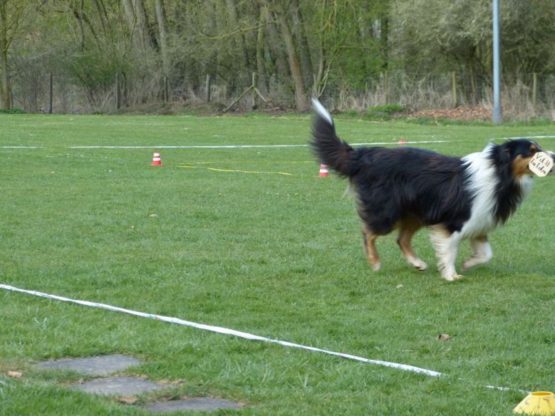 Obedience Prüfung 2015