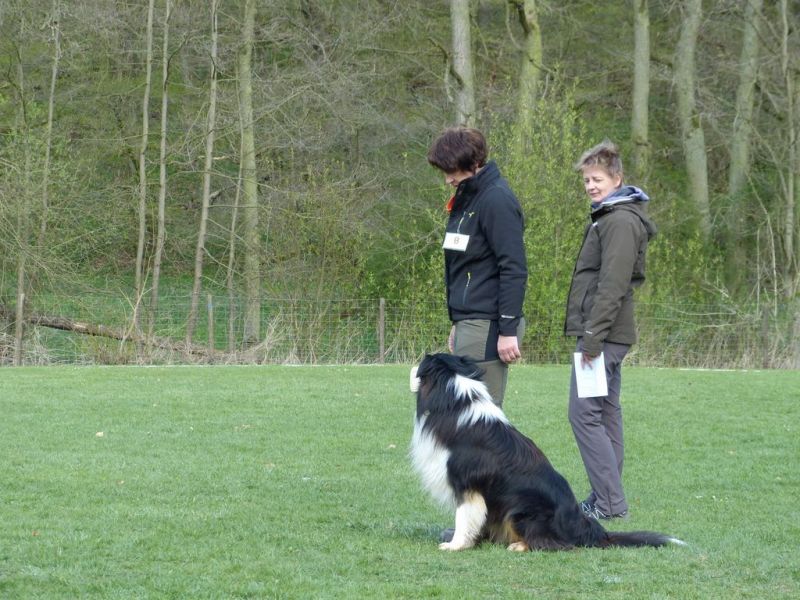 Obedience Prüfung 2015