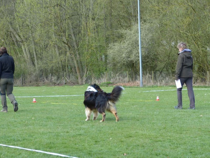 Obedience Prüfung 2015