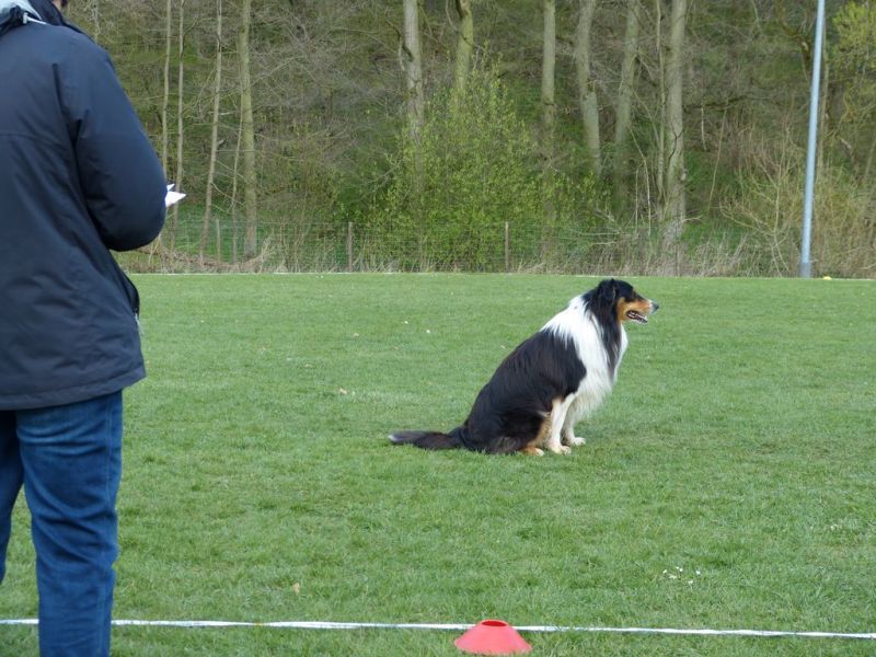 Obedience Prüfung 2015