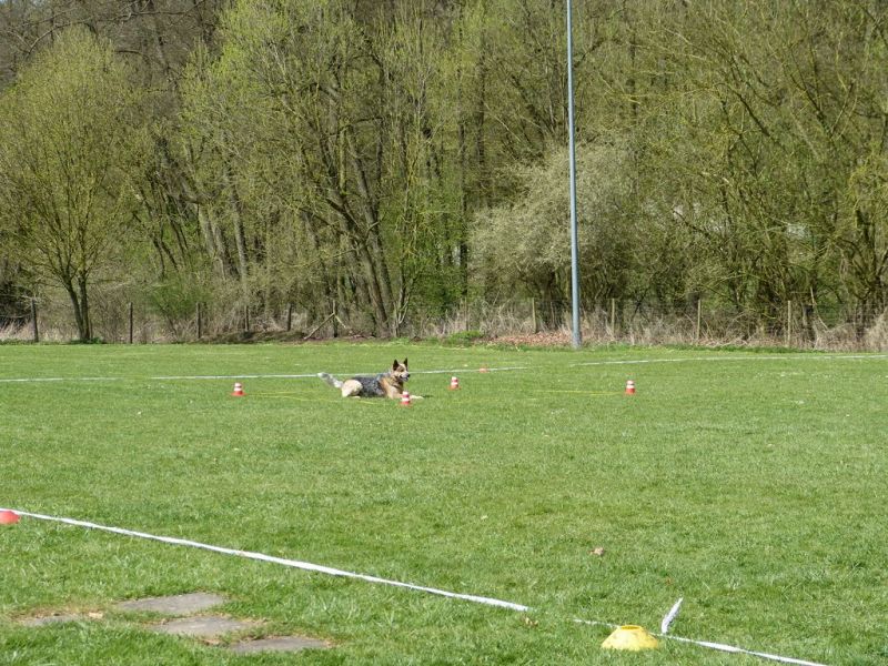 Obedience Prüfung 2015