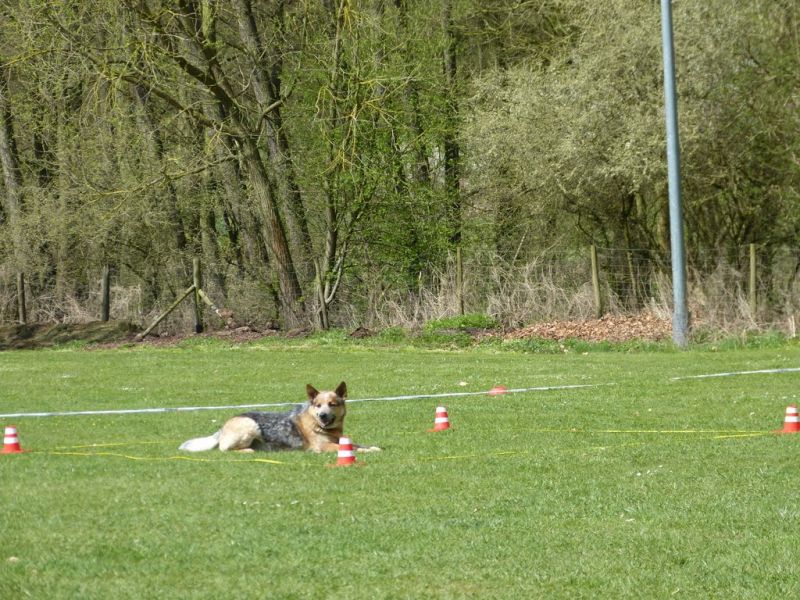 Obedience Prüfung 2015
