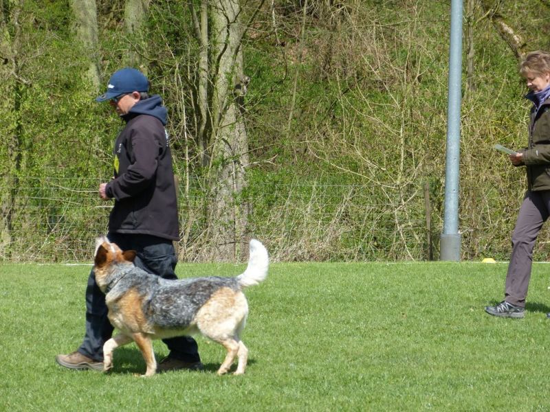 Obedience Prüfung 2015