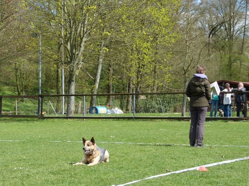 Obedience Prüfung 2015