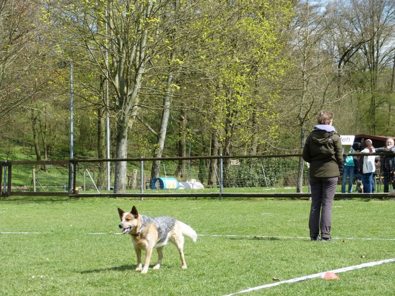 Obedience Prüfung 2015