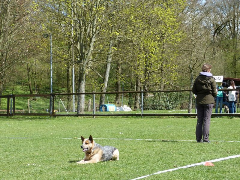 Obedience Prüfung 2015