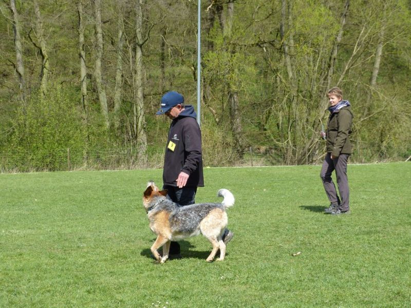 Obedience Prüfung 2015