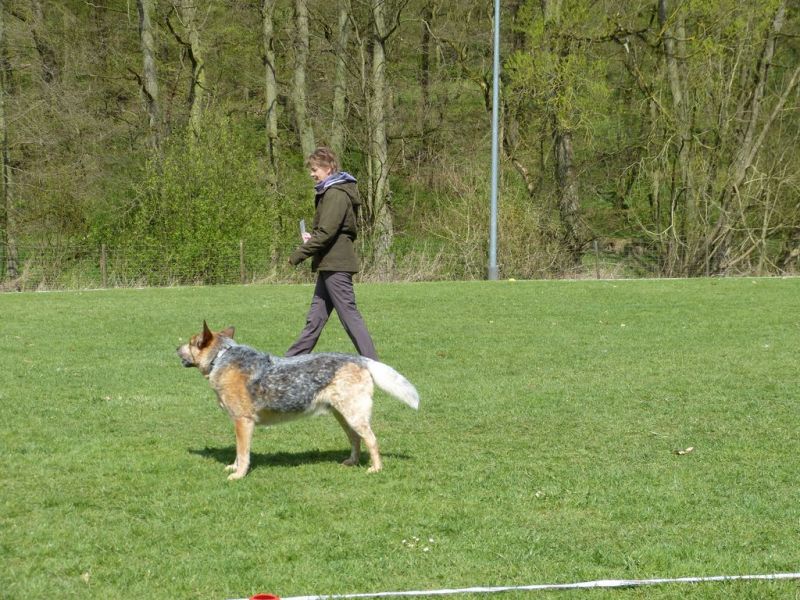 Obedience Prüfung 2015