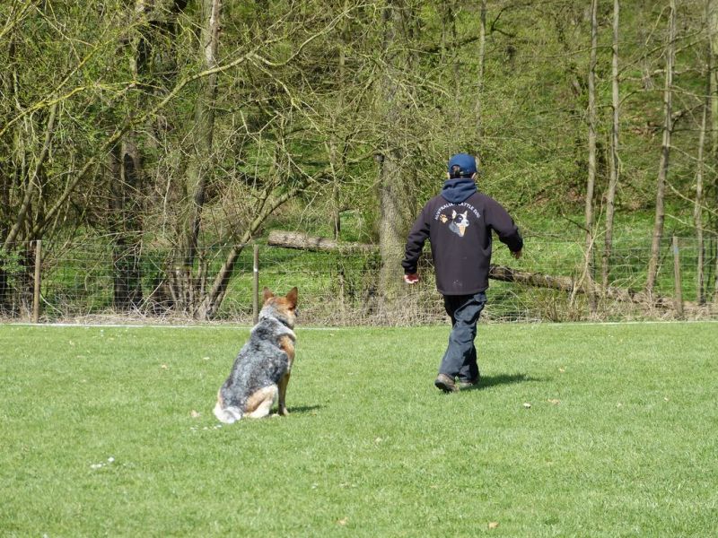 Obedience Prüfung 2015
