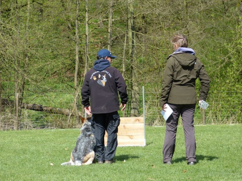 Obedience Prüfung 2015