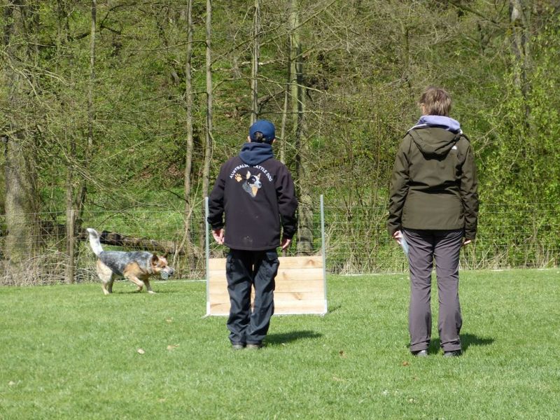 Obedience Prüfung 2015