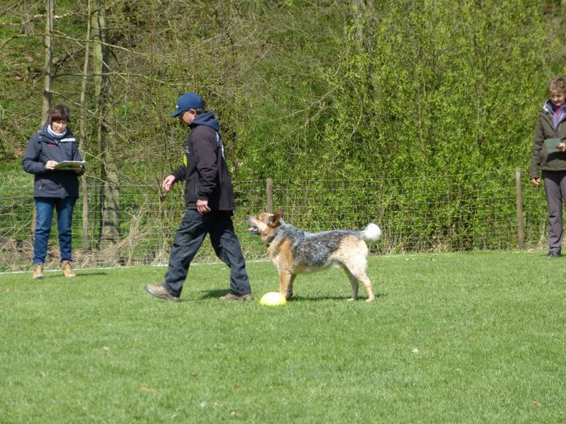 Obedience Prüfung 2015