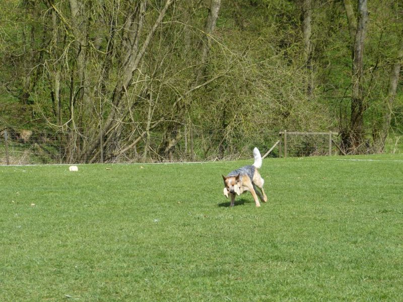 Obedience Prüfung 2015