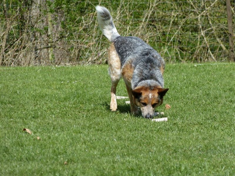 Obedience Prüfung 2015