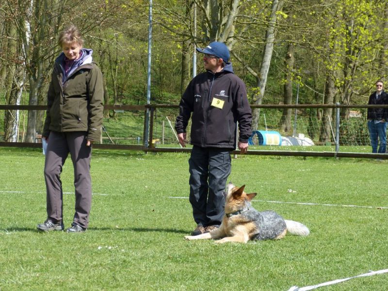 Obedience Prüfung 2015