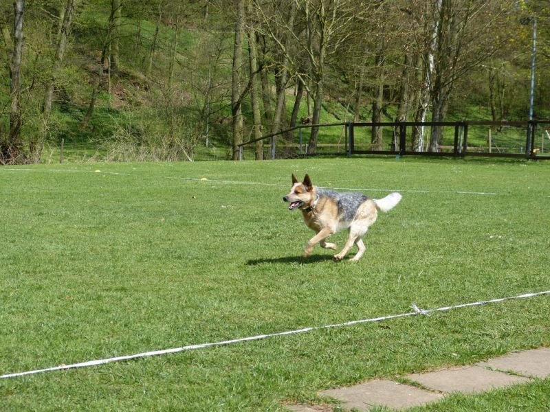 Obedience Prüfung 2015