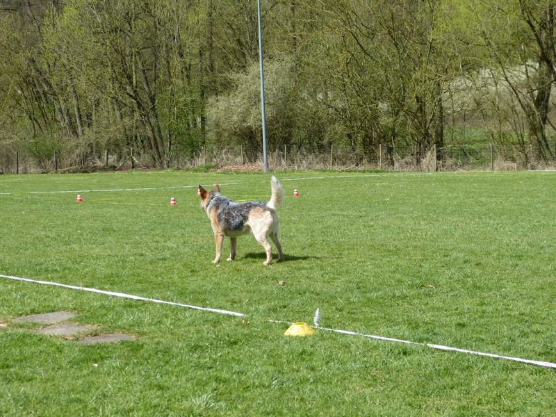 Obedience Prüfung 2015