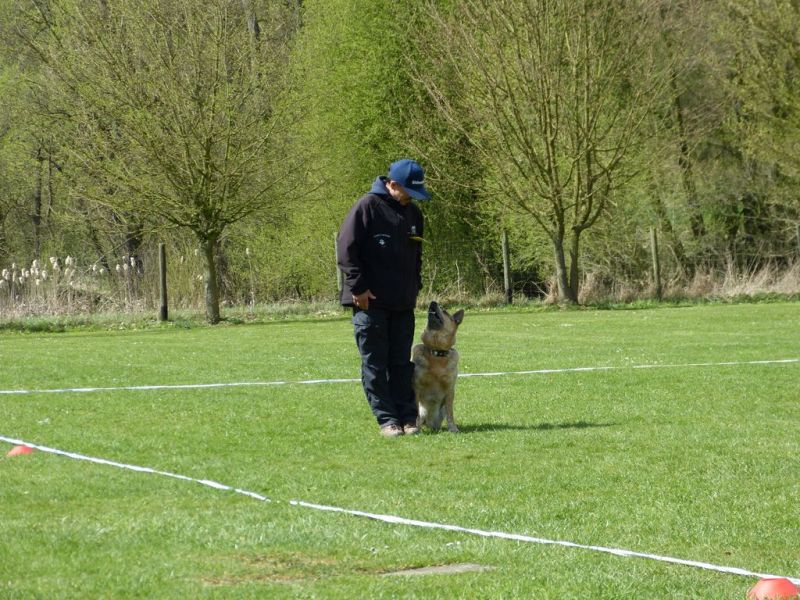 Obedience Prüfung 2015
