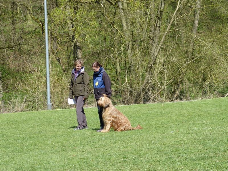 Obedience Prüfung 2015
