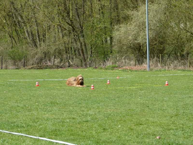 Obedience Prüfung 2015
