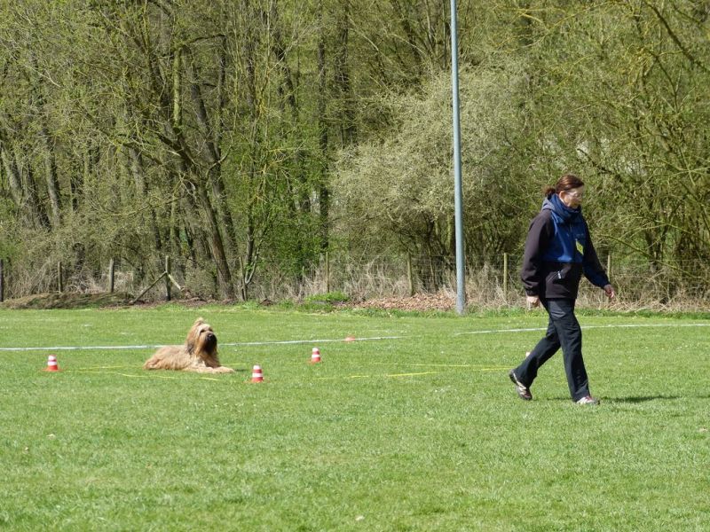Obedience Prüfung 2015