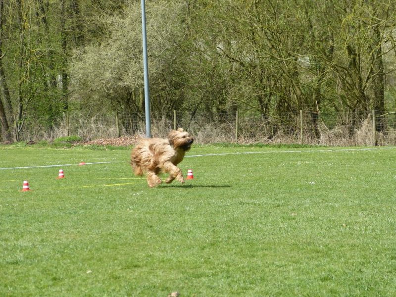 Obedience Prüfung 2015