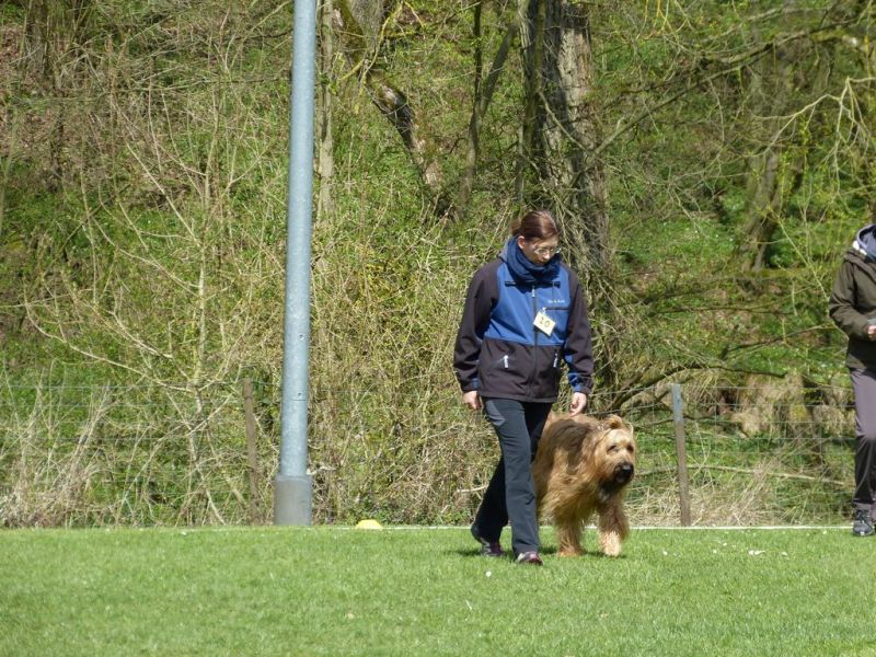 Obedience Prüfung 2015
