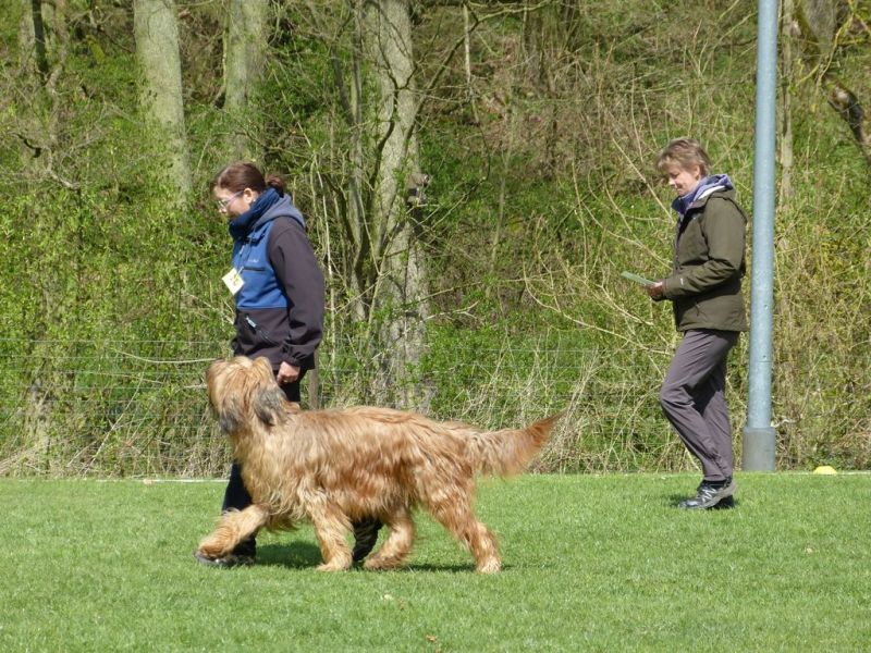 Obedience Prüfung 2015