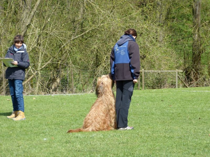 Obedience Prüfung 2015