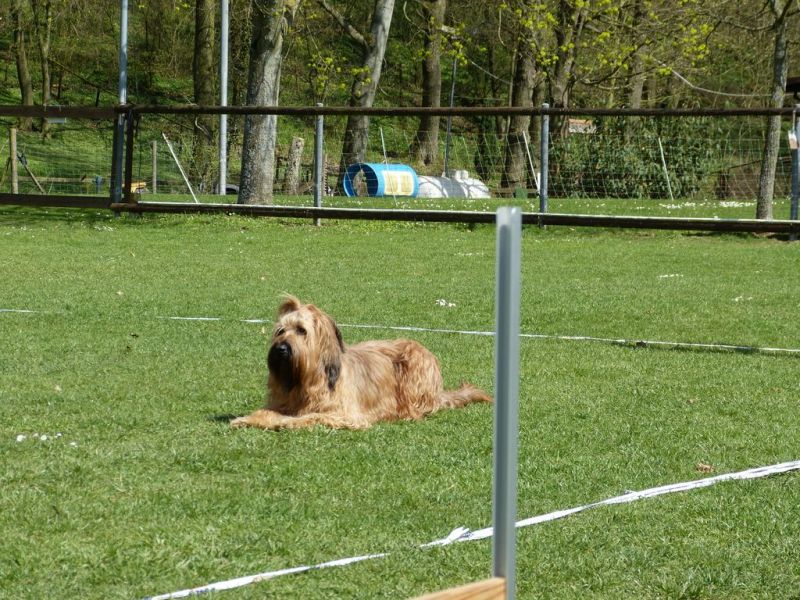 Obedience Prüfung 2015