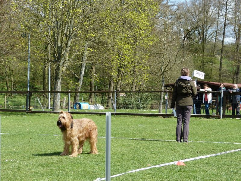 Obedience Prüfung 2015