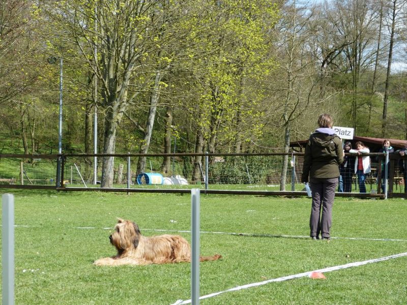 Obedience Prüfung 2015