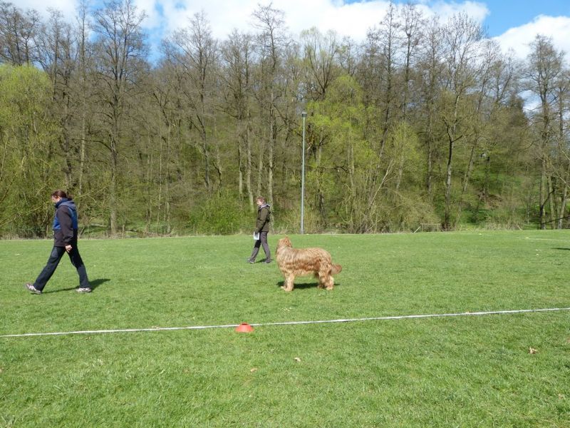 Obedience Prüfung 2015