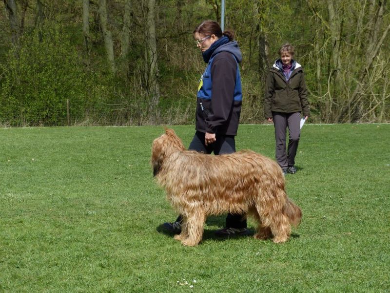 Obedience Prüfung 2015