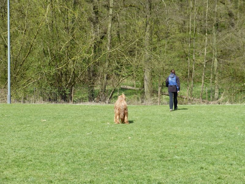 Obedience Prüfung 2015