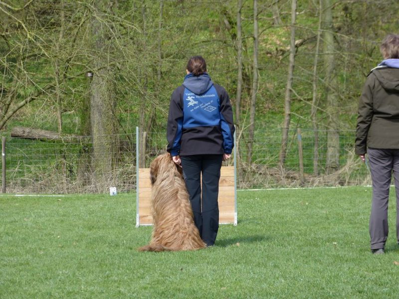Obedience Prüfung 2015