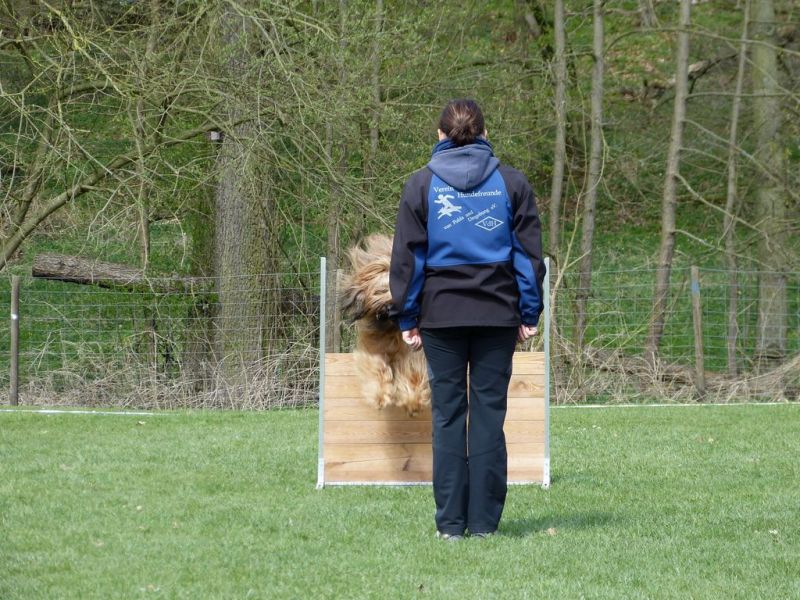 Obedience Prüfung 2015