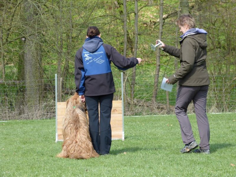 Obedience Prüfung 2015