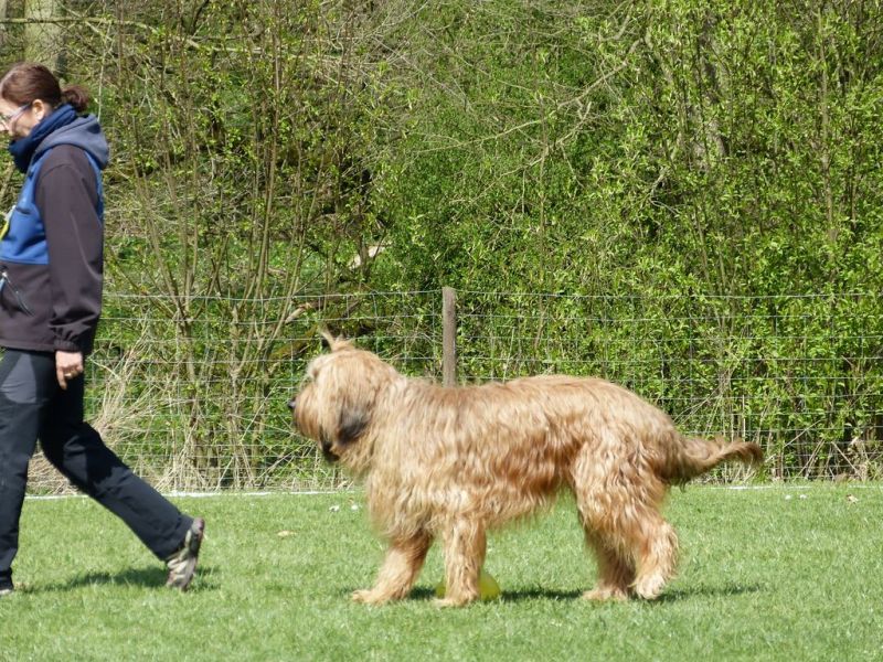 Obedience Prüfung 2015