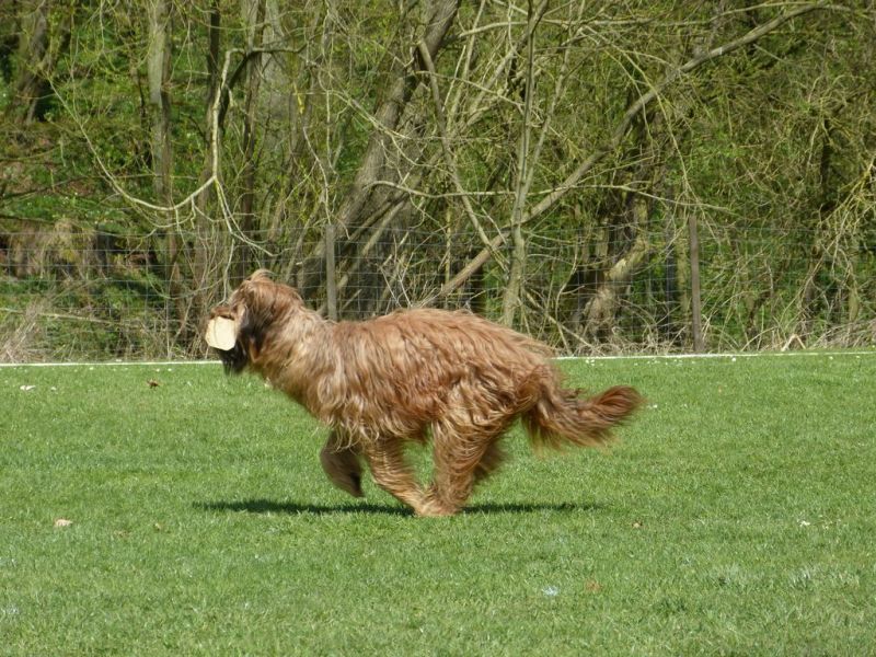 Obedience Prüfung 2015