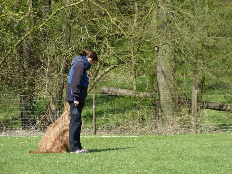 Obedience Prüfung 2015