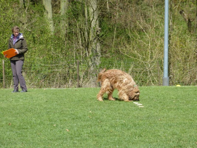 Obedience Prüfung 2015