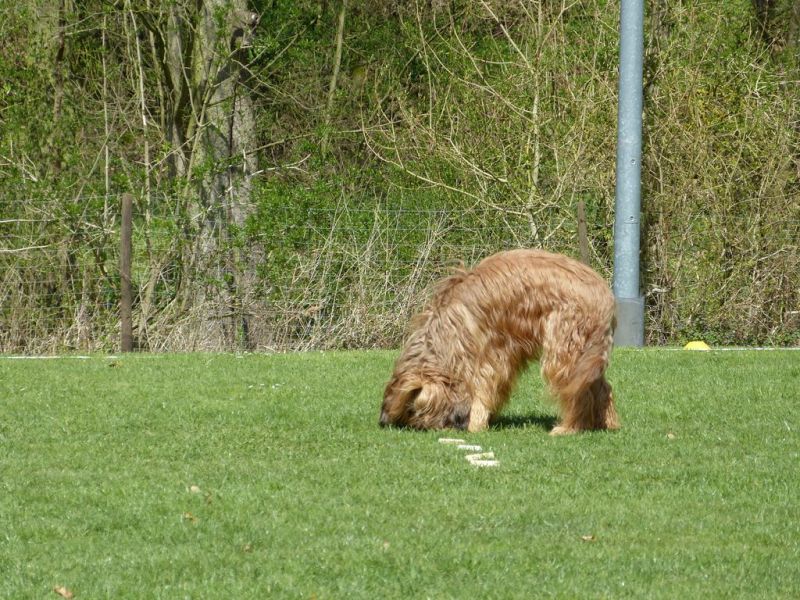 Obedience Prüfung 2015