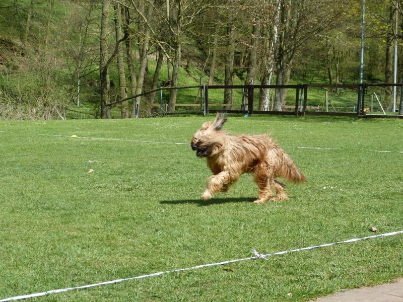 Obedience Prüfung 2015