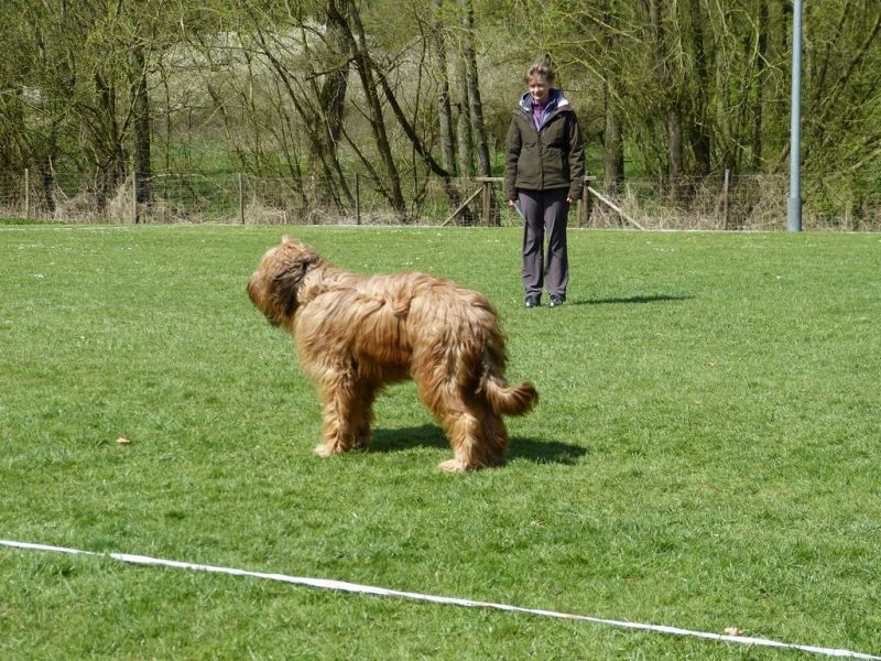 Obedience Prüfung 2015