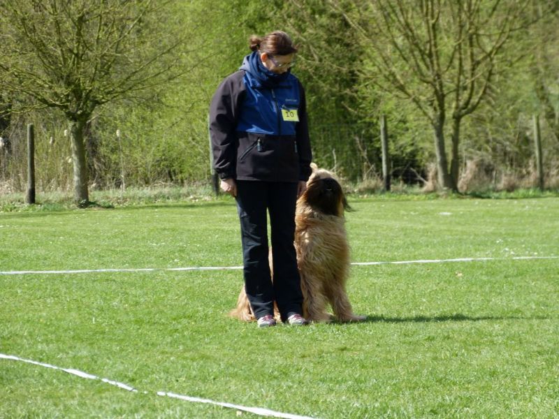 Obedience Prüfung 2015