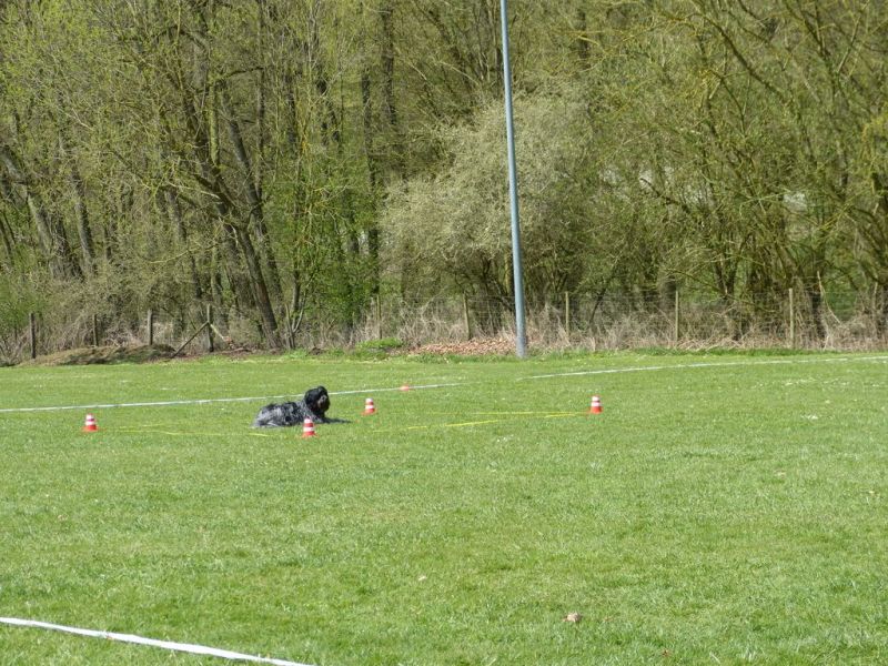 Obedience Prüfung 2015