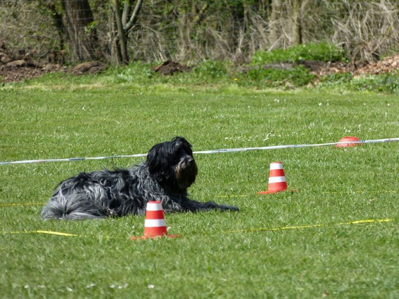 Obedience Prüfung 2015