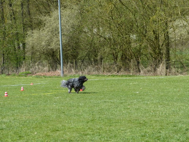 Obedience Prüfung 2015
